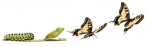 corporate rebrand = metamorphosis