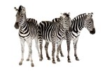 same-stripe