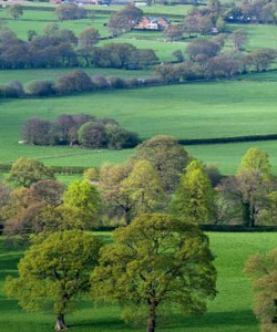 rural Cheshire