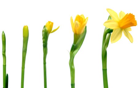 lifecycle