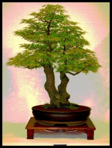 bonsai