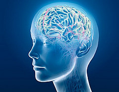 neuroscience_brainwaves