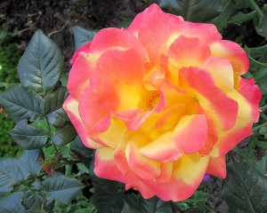 Beautiful Rose