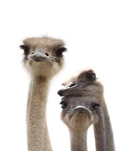 ostrich heads