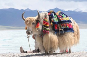 tibetan-yak
