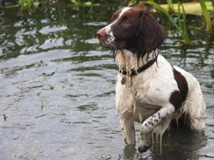 scent-springer-spaniel